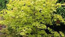 Acer Palmatum Summer Gold