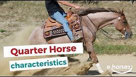 Quarter Horse | characteristics, origin & disciplines