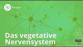 Das vegetative Nervensystem – einfach erklärt! – Biologie | Duden Learnattack