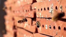 natürlich!: Die faszinierende Welt der Wildbienen