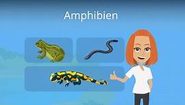 Amphibien • einfach erklärt: Merkmale, Beispiele