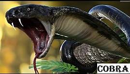Unlocking the Secrets of Cobras | Animal histrology
