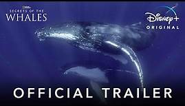 Secrets Of The Whales | Official Trailer | Disney+