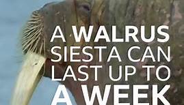 Earth's Greatest Spectacles – Walrus Siesta