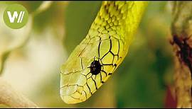 Die giftigsten Schlangen der Welt: wie man mit gefährlichen Tieren richtig umgeht
