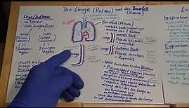 2: Lunge & Atmung erklärt - Lage/Aufbau Lunge & das Brustfell (Pleura) Wissen für Rettungssanitäter
