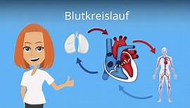 Blutkreislauf • Großer und kleiner Blutreislauf