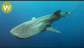 Walhai - der mysteriöse Riese der Meere