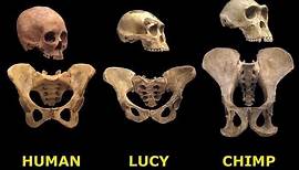 How 'Lucy' Got Her Name