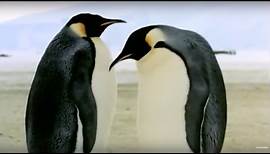 How An Egg Becomes A Baby Penguin | Animals: The Inside Story | BBC Earth