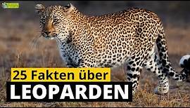 25 Steckbrief-Fakten über Leoparden - Doku-Wissen über Tiere - für Kinder