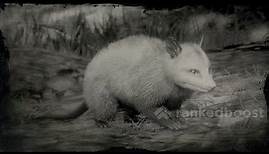 Master Hunter Challenge #9 - (EASY) Opossum Playing Possum l Red Dead Redemption 2