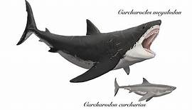 Otodus (=Carcharocles) megalodon - the largest predatory shark that ever lived!