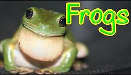 Hopping Frogs - A look at the amazing frog