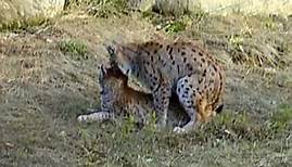 Nationalpark Bayer. Wald: Luchse flirten und paaren sich -Lynx lynx- coupling