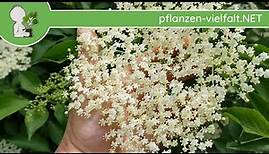 Schwarzer Holunder - Prachtblüte - 13.05.18 (Sambucus nigra) - Bäume (Blüten) bestimmen