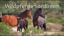 DIE WILDPFERDE VON SARDINIEN 🐎 Tierfilm | Dokumentation | Pferdefilm