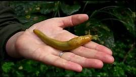Redwood Ranger Minute: Banana Slugs