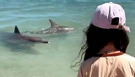 Magischer Moment: Delfin nähert sich Mädchen am Strand