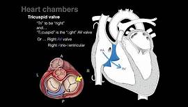 Overview of Heart Anatomy Tutorial