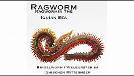 Ragworm / Ringelwurm (Annelida) / Vielborster (Nereis) Pelagica im Ionischen Mittelmeer / Ionian Sea