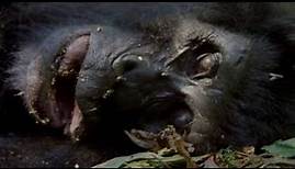 Mountain Gorilla A Shattered Kingdom ★ Documentary Discovery Channel