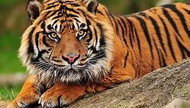9 Types of Tigers: Guide to All Subspecies (Size, Population, Illegal Trade) | Storyteller Travel