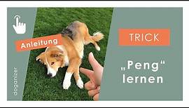 Hund "Peng" beibringen | "Toter Hund" schnell lernen | Trick