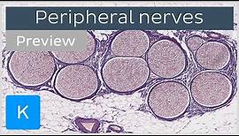 Peripheral nerves: definition, distribution (preview) - Histology | Kenhub