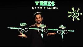 Permaculture Trees in the Drylands