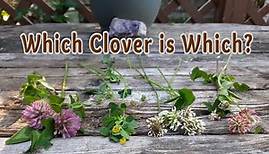 Clover Identification: Which Clover is Which?