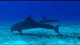 Die Geschichte vom verlorenen Delfin | Dokumentarfilm