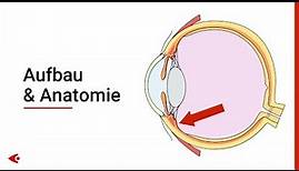 Das Auge - Aufbau und Anatomie