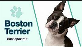 Boston Terrier im Rasseportrait | Ein aufmerksamer, intelligenter und freundlicher Zeitgenosse