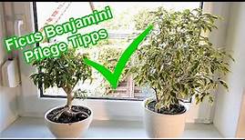 Ficus Benjamini Pflege – Standort, Gießen, Düngen, Schneiden, Überwintern Ficus Benjamini pflegen