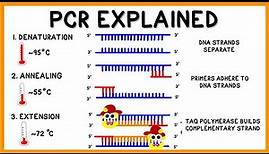 PCR (Polymerase Chain Reaction) Explained