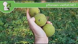 Schwarznussbaum/Schwarznuss - Früchte/Samen - 06.10.18 (Juglans nigra) - Bäume (Früchte) bestimmen