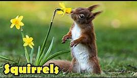 The Cute Life of The Squirrel! - 12 Facts about Squirrels For Kids!