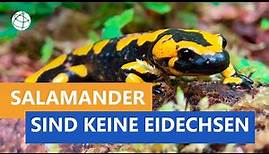 Der Salamander ist keine Eidechse - Das kleine 1x1 der Artenkunde | Planet Schule