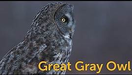 Great Gray Owl: Phantom of the North