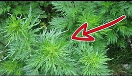 Artemisia ANNUA - die verbotene Pflanze
