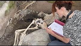 Neue Funde: Skelette in Ausgrabungsstätte Pompeji entdeckt
