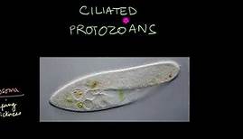 Protozoa | Biological Classification | Biology | Khan Academy