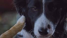 Cats & Dogs 3 - Pfoten vereint - Erster Trailer (dt.)