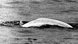 Walsichtung in Bonn: „Moby Dick“: Vor 50 Jahren zu Besuch im Rhein