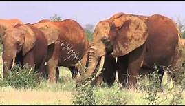 Rote Afrikanische Elefanten