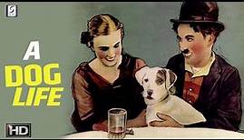 A Dogs Life - Charlie Chaplin Comedy Movie - HD