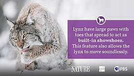 Lynx Fact Sheet