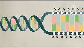 Wie ist eine DNA aufgebaut?