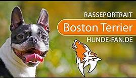 ► Boston Terrier [2018] Rasse, Aussehen & Charakter